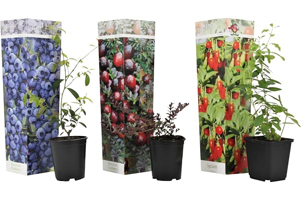 Plant in a Box - Super-fruits - Mélange de 3 - Arbres fruitiers - Lycium barbarum, vaccinium corymbosum, vaccinium macrocarpon - Pot 9cm - Hauteur 25-40cm