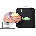 Geekidoc Human Brain Model with Laser-Engraved Numbers and Labeling | Includes Sturdy Metal Stand, Lightweight Carrying Case and Magnetic Dissections | 2x Life-size Human Brain Anatomy Model