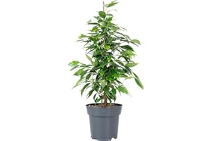 FLOWERBOX Figuier de bouleau « Forever » - Plante d'intérieur facile d'entretien - Ficus benjamini - Hauteur : environ 75 cm - Diamètre du pot : 17 cm