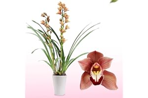 DUTCH BULBS EXCLUSIVE PLANTS FROM HOLLAND Orchidée Cymbidium Brunes - 1 Plante Intérieur Naturelle - 60-70 cm - Pot de 14 cm - Avec fleurs et parfumées - Naturelle Plante de Hollande (pas de graines, non artificielle)