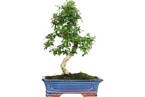 KENTIS - Bonsai Carmona - Koreansk Fukien Tea Bonsai - Riktiga Krukväxter - Inomhusväxt - H 40-50 cm Krukstorlek Ø 30 cm S