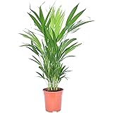Dypsis lutescens | Areca Palme | Zimmerpalme | Luftreinigende Zimmerpflanze | Höhe 45-55 cm | Topf-Ø 12 cm