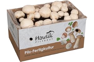 Hawlik Pilzbrut Grzybnia - Grzyby białe Duży zestaw do uprawy grzybów - Grzyby do samodzielnej uprawy - Zbieraj świeże grzyby - Łatwa uprawa grzybów - bez wcześniejszej wiedzy