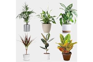 HAPPY PLANTING UK Indoor Plants Real - Mix of 6 Houseplants in 12cm Pots for Office, Home, Bedroom, Kitchen, Living Room - Clean Air, Unique Decor