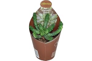 Exotenherz Euphorbia inermis – sällsynt vargmjölk – raritet – 6,5 cm kruka – 15 cm hög
