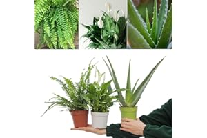 Carbeth Plants Top 3 Indoor Plant Mix - Top 3 Indoor Plants in 12cm Pots - Peace Lily, Aloe Vera and Boston Fern