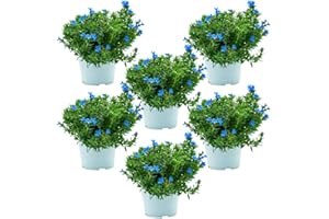 FIORI COMMESTIBILI BIO Lithodora (6 PIANTE) - Fiori NON commestibili - Azienda agricola Carmazzi