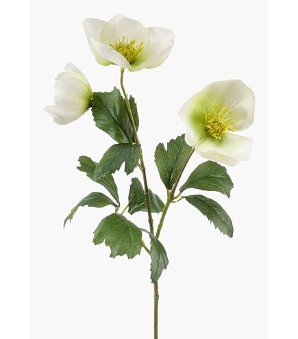 Amazon.de: mucplants Knstliche Helleborus im Kunsttopf ca. 36 cm Creme  Nieswurz Christrosen Schneerosen Lenzrosen Kunstpflanze Topf