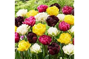 DUTCH BULBS EXCLUSIVE PLANTS FROM HOLLAND Tulipes Doubles Mix - 25 Bulbes de Fleurs à Planter Exterieur - Plantes Vivaces Exterieur - Rustique - Naturelle Plantes de Hollande (pas de graines, non artificielle)