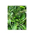 100 Green Cayenne Chilli Pepper Seeds – High-Yield Heirloom Hot Pepper Seeds for Outdoor & Greenhouse – Perfect for Home Gardeners