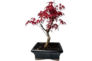 BONSAI LT Bonsai Baum mit Keramik Blumentopf - Ligustrum, Ficus, Carmona, Podocarpus, Chinese elm - ca. 6-9 Jahre (15 cm Schale ca. 6 Jahre, Acer Deshojo P15)