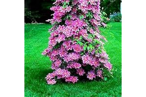 LAMPHLE 100 Pz Clematide Semi di Vite Rampicante Fiore Pianta Home Office Ornamento Decorazione Semi per Piantare Giardino Rosa