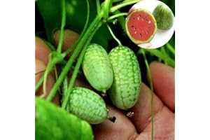 Saterkali Mini semi di anguria, 10 pezzi/borsa Mini semi di anguria Facile da piantare Frutti deliziosi Colture Giardino Mini semi di anguria per cortile Mini semi di anguria