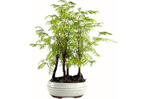 ‎BONSAI LT Bonsai with Ceramic Flower Pot - Metasequoia - Bonsai - Forest - Tree Outdoor (P16)