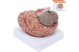 YONGYUN Modello Anatomico del Cervello con Arterie, in 9 Parti, a Grandezza Naturale, con 41 Segni Anatomici per Aula Scienze