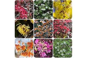 WJKWY-Q 300 Stück samen zaubernuss pflanze winterhart Hamamelis virginiana - Seltene Pflanzen serie - blumenwiese gastgeschenk blumensamen mix hochbeett pflanzen topf flower zimmerbonsai bonsai