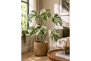Blumen-Senf Monstera Deliciosa Variegata 40-50 cm raritet - absolut sällsynt
