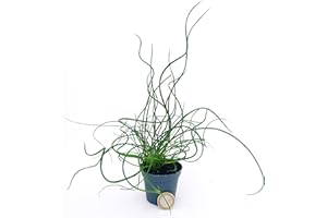 POWERS TO FLOWERS - JUNCUS SPIRALIS MINI IDEALE PER TERRARIUM, pianta vera