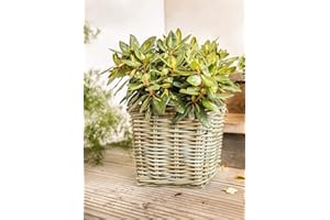 Dekoleidenschaft Koboo Grey Grand pot de fleurs carré en rotin gris pour l'extérieur