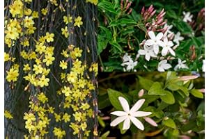 3 Mixed Climbing Jasmine Plants, Beautiful Selection of Jasminum for Any Garden 3fatpigs®