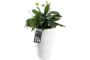 ‎KADAX KADAX Blumentopf mit Einsatz und Griffen, Pflanzkübel aus Kunststoff in 5 Größen, UV-Resistenter Topf, Wetterbeständige Pflanzvase hoch, Topf mit 3D Effekt (Weiß Höhe: 58,5 cm)