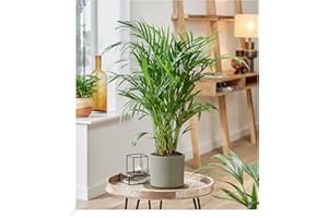 BALDUR Garten Areca Palm Tree Approx. 35-45 cm, 1 Plant, Air Purifying Indoor Plant, Improves the Indoor Climate, Dypsis Lutescens Areca, Green Plant, Perennial - Keep Frost-Free, Easy to Clean