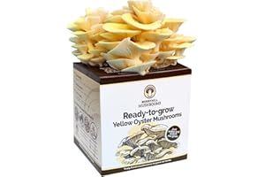 Merryhill Mushrooms - Yellow Oyster Mushroom Growing Kit | Easy to Grow, Indoor Mushroom Grow Kit | Large Yield and Harvest | Fun, Easy to Use & Delicious to Eat