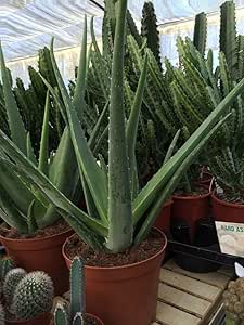 Large Aloe Vera Plant in a 19cm Pot. Approx 65cm Tall