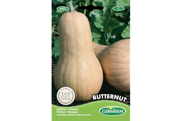 Germisem graines Potiron BUTTERNUT