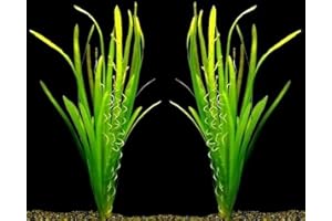 WFW wasserflora MUTTERPFLANZEN Riesenvallisneria/Vallisneria gigantea - kräftige Pflanzen mit breiten Blättern