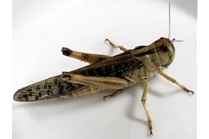 FEEDERS & MORE Heuschrecken Subadult Portion ca. 10 Stück