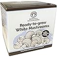 Merryhill Mushrooms - Grow Your Own Fresh White Mushroom Growing Kit (Single White Mushroom Kit)