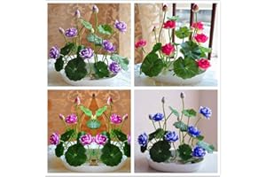 FLOWER FIELD STORY 50 Stück Gemischte Lotus Samen Mehrjährige Winterhart Seerosenblume Für Gartenteichbepflanzung Einzigartige Gartendekoration Hat Zierwert