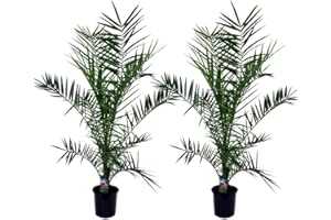 Plant in a Box - Phoenix canariensis - Set de 2 - Palme exterieur - Pot 19cm - Hauteur 80-100cm