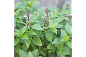 PREMIER SEEDS DIRECT - HERB - BASIL - THAI LARGE LEAVED - 2.5 GRAMS