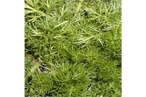 NEWLANDS 5 Lawn Chamomile Plug Plants. Herb Garden. Chamomile Tea. Grow Your own. Herb Garden