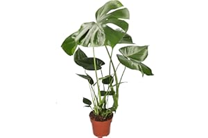 BLUME IDEAL Monstera Deliciosa Plante d'intérieur et de bureau Hauteur 55-70 cm
