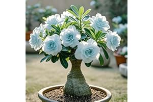 BNSOIDE Adenium obesum_Rizomas rosa del desierto_Tenacidad | Espectaculares_Plantación en balcones o exteriores.-1 rizoma-c