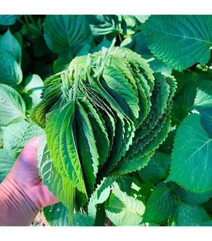Semi Di Perilla E Shiso Per Giardino E Balcone | Pianta Aromatica Perenne, 400 Semi Resistenti
