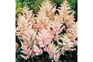 COOTO Bulbi Astilbe Pianta Giardino – Rizoma Astilbe Europa - Piante Vere da Esterno Astilbe - Bulbi Fiori Perenni da Esterno Astilbe - Semi Piante Astilbe - Piante da Esterno