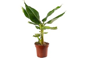 GARDENERSDREAM Musa Dwarf Cavendish Exotic Indoor Banana Tree Plant Fruit-Bearing Easy to Grow (20-30cm (Incl. Pot))