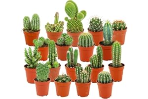 ‎ZYNESFLORA ZynesFlora Mini Kakteen im Set - 18 Stück im 5.5 cm Pflanztopf - Kleiner Kaktus Zimmerpflanze Sammlung - Höhe: 5-10 cm