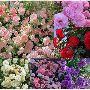 QENIOS Climbing Rose Imported Flower Seeds for Home and Kitchen Gardening | Rose Seeds for Home Gardening | High germination rate (100 SEED) (Multi Color)