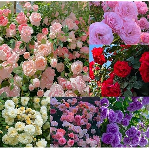 QENIOS Climbing Rose Imported Flower Seeds for Home and Kitchen Gardening | Rose Seeds for Home Gardening | High germination rate (100 SEED) (Multi Color)