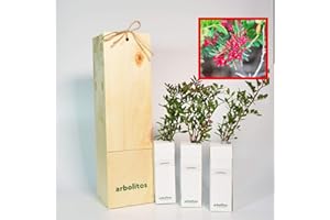 FINCA CASAREJO Pistachier Lentisque | Arbuste Méditerranéen | Arbre avec Fruits Comestibles | Jeune Pousse de 30 cm Reçue dans une Caisse en Bois Réutilisable | Pack 3 Unités