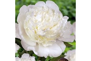 Pfingstrose White Passion (1 Pflanze), große Päonien Hybride, Winterharte mehrjährige Staude, Pflanzen aus Holland für Garten und Topf (kein Samen, Zwiebeln und nicht künstlich)
