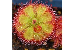 Haloppe 10 Stück Sonnentau-Pflanzensamen für die Bepflanzung des Hausgartens, Sonnentau-Samen, jährliche fleischfressende Garten-Drosera-Samen für den Innenhof 10pcs