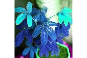 Haloppe 50/20/10 piezas de semillas de plantas de Mimosa Pudica azul para plantar en el jardín del hogar, semillas de Mimosa Pudica semillas naturales para jardín 50 pcs