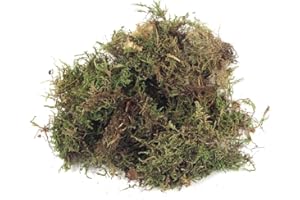 Rayher Mousse naturelle séchée, vert, 1 sachet, 100g, en tapis, arts créatifs, modélisme, floristique, automne, nid de pâque, crèche, Noël-8508300
