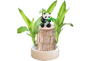 GENERIC Brazil Lucky Wood,Magical Sprouting Lucky Bamboo Wood,Lucky Wood Plant with Plastic Tray,Brazilian Wood Hydroponic Plant,Easy Grow Brazillian Wood Money Tree,Four Seasons Potted (Panda)